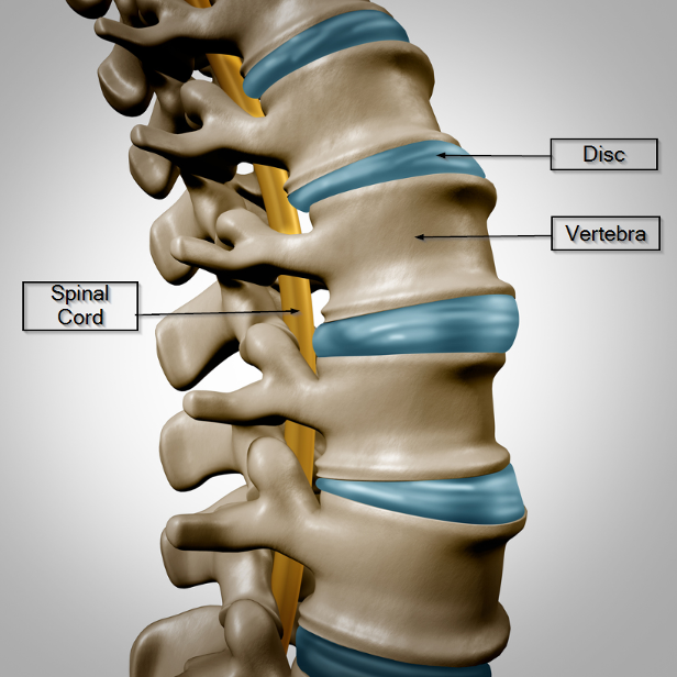 illustation of the spine pointing oput various parts