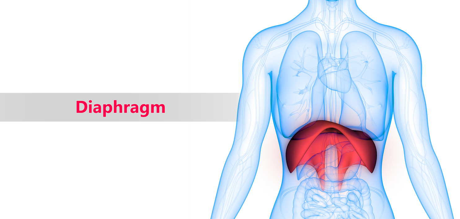 3D Illustration of Human Body Organs (Diaphragm) Anatomy