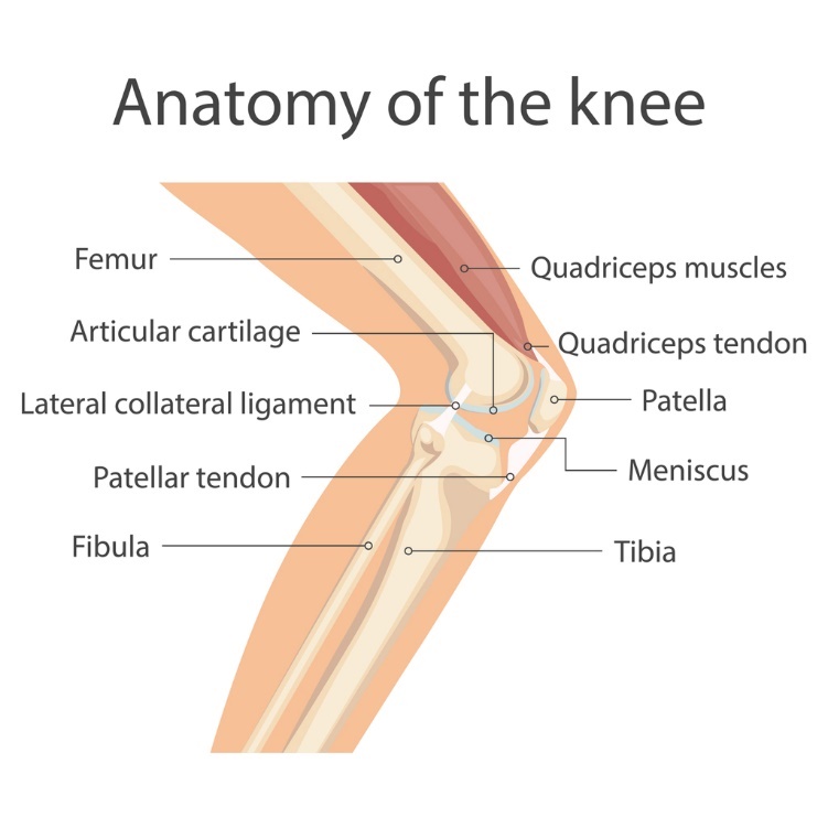 A diagram of a human knee