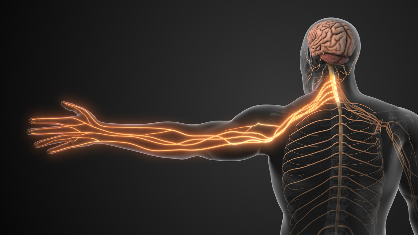 Nerve Decompression Without Surgery: What Are Your Options?, Human nervous system showing brain, spinal cord, and glowing nerves extending to the arm and hand.