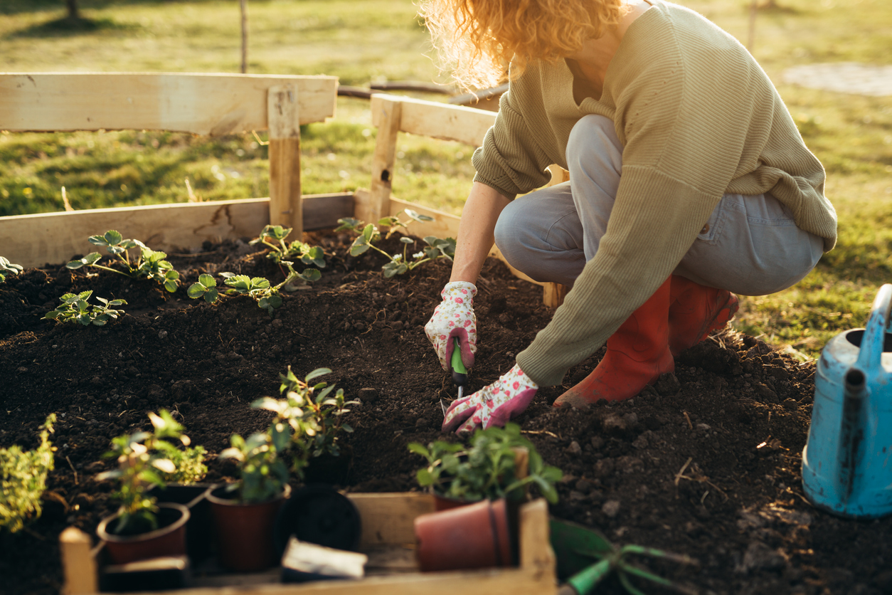 Woman gardening and planting outdoors in spring, showing bending and movement that can benefit from chiropractic adjustment